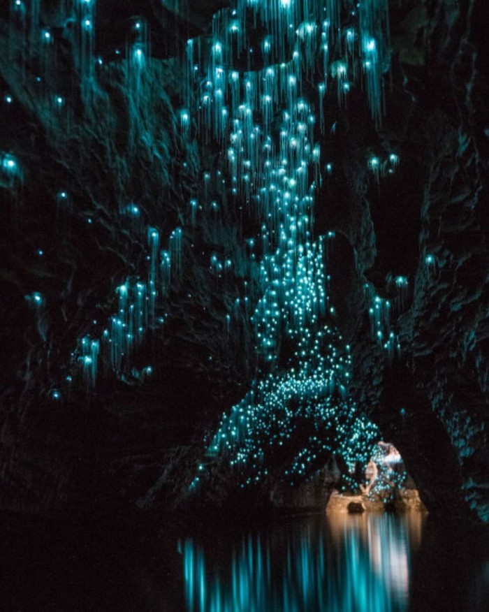 Waitomo Glowworm Caves-New Zealand