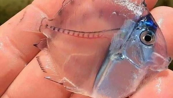 Keunikan di Bumi Bikin Mata Melotot