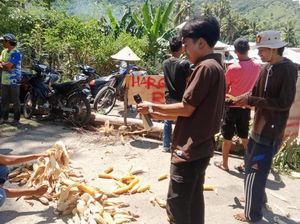 Protes Harga Anjlok, Petani Jagung di Bima Buang Hasil Panen-Blokir Jalan Protes Harga Anjlok, Petani Jagung di Bima Buang Hasil Panen-Blokir Jalan