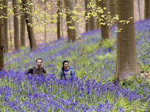 Terpesona Hamparan Bunga Bluebell di Hutan Belgia Terpesona Hamparan Bunga Bluebell di Hutan Belgia