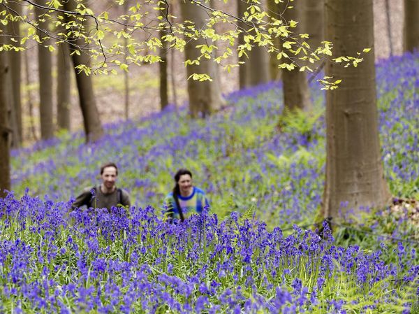 Terpesona Hamparan Bunga Bluebell di Hutan Belgia
