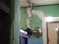 4 Hari Sanca Besar Ini Bikin Takut Warga Priok Jakut, Akhirnya Ditangkap