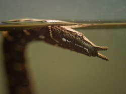 Ular Tentakel, Predator Mematikan dari Asia Tenggara