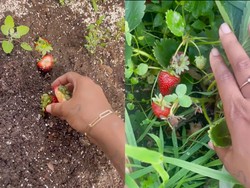 Gampang Ditiru, Begini Tips Menanam Buah dari Makanan Sisa