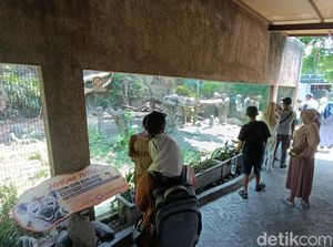 Gembira Loka Zoo Punya Koleksi Satwa Baru, Datangkan Hyena Tutul dari Afrika