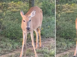 Video Viral Rusa Santai Ngunyah Ular, Internet Gempar