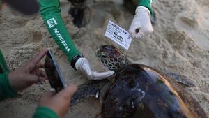 Aksi Merawat Penyu Tingkatkan Kesadaran Peduli Lingkungan