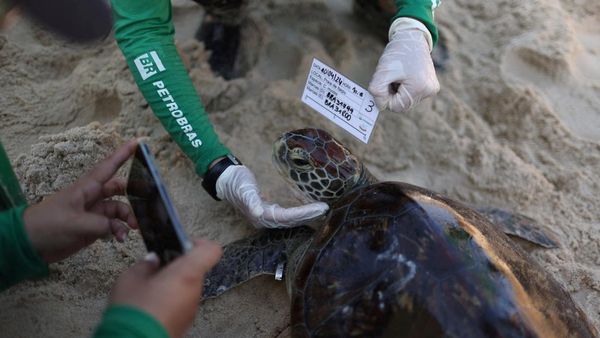 Aksi Merawat Penyu Tingkatkan Kesadaran Peduli Lingkungan
