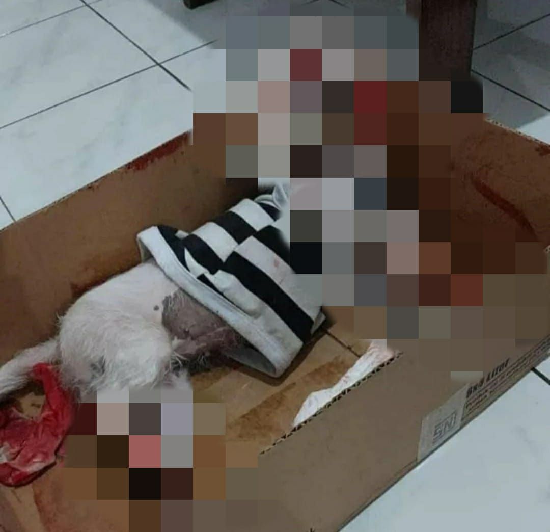 Anjing maltese di Jember mati disiksa