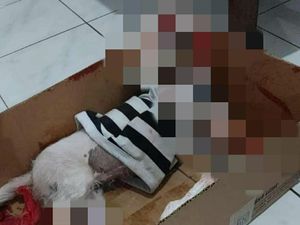Viral Aksi Keji 4 Pemuda Jember Siksa Anjing Maltese hingga Mati