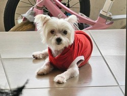 Mengenal Anjing Maltese yang Viral Disiksa 4 Pemuda Jember hingga Mati