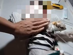 4 Pemuda Jember yang Siksa Anjing Maltese hingga Mati Dilaporkan ke Polisi