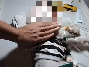4 Pemuda Jember yang Siksa Anjing Maltese hingga Mati Dilaporkan ke Polisi 4 Pemuda Jember yang Siksa Anjing Maltese hingga Mati Dilaporkan ke Polisi