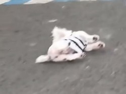 Tawa Keji 4 Pemuda Jember Usai Siksa Anjing Maltese Sampai Mati