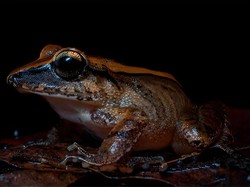 Kekuatan Super Katak Mini yang Luar Biasa