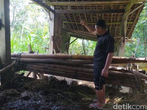 Rencana Dijual untuk Sangu Haji, Sapi Limosin Asmuni Dicuri