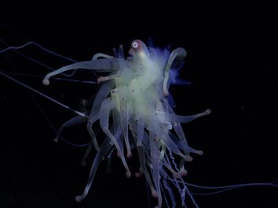 Kumpulan Makhluk Aneh Mirip Alien yang Ditemukan di Dasar Laut