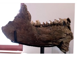 Penampakan Tulang Belulang Gajah Purba yang Ditemukan Siswa Jerman