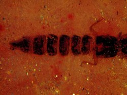 Temuan Fosil Baru Kumbang Kelana dari 90 Juta Tahun Lalu, Ilmuwan Ungkap Hal Ini