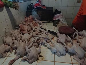 Harga Ayam Masih Mahal, Pedagang Ngaku Nombok! Harga Ayam Masih Mahal, Pedagang Ngaku Nombok!