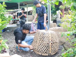 Polisi Gerebek Judi Sabung Ayam di Mataram, 5 Orang Ditangkap