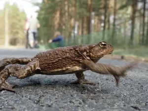 Cagar Alam Rusia Cari Relawan untuk Menyeberangkan Katak Cagar Alam Rusia Cari Relawan untuk Menyeberangkan Katak
