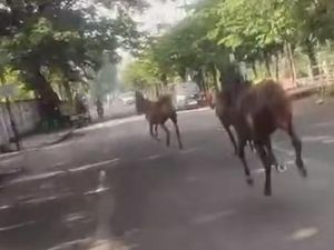 Detik-detik Kuda Lepas dan Berlarian Hebohkan Jalanan Surabaya Detik-detik Kuda Lepas dan Berlarian Hebohkan Jalanan Surabaya