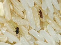 Apakah Kutu Beras Membahayakan? Ini Penjelasannya