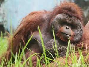 Orang Utan Legendaris yang Jadi Primadona di Bunbin Bandung Orang Utan Legendaris yang Jadi Primadona di Bunbin Bandung