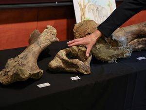 Penampakan Tulang Gajah Prasejarah Berusia 10 Juta Tahun