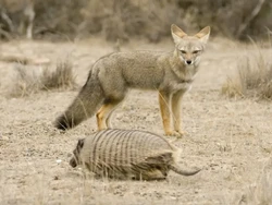Rubah Pernah Jadi Sahabat Terbaik Manusia, Sebelum Anjing