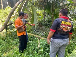 Pria Purbalingga Tewas Jatuh dari Pohon Alba 5 Meter Saat Cari Kayu Bakar