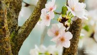 Saat Bunga Sakura Mekar dengan Indahnya di... Singapura