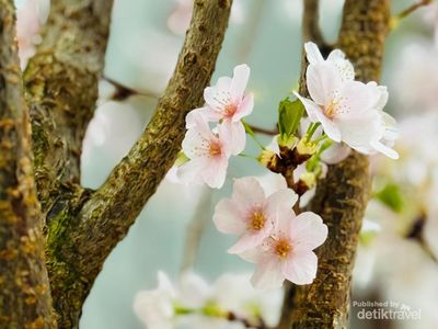 Saat Bunga Sakura Mekar dengan Indahnya di... Singapura