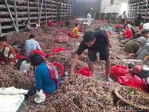 Ternyata Ini Biang Kerok Harga Bawang Merah Ngegas Tembus Rp 50 Ribu Ternyata Ini Biang Kerok Harga Bawang Merah Ngegas Tembus Rp 50 Ribu