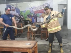 Mak Tratap! Ular Sanca 2,5 Meter Ngumpet di Rumah Makan Kasihan Bantul