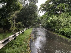 Ada Pohon Tumbang, Jalan Akses UI Arah Margonda Ditutup Sementara