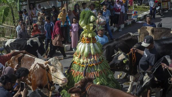 Meriahnya Tradisi Lebaran Sapi Syawal di Boyolali