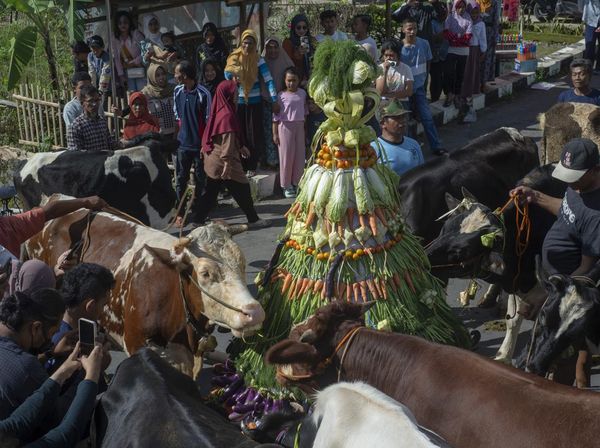 Meriahnya Tradisi Lebaran Sapi Syawal di Boyolali