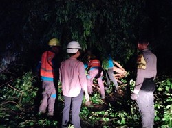 Pohon Tumbang di 5 Titik Usai Depok Diguyur Hujan Sore Tadi