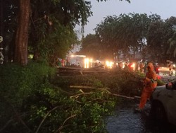 Hujan Angin Akibatkan 6 Pohon Tumbang di Jakarta, 1 Rumah Tertimpa