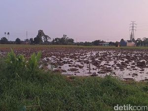 Rebutan Garap Sawah Orang Berujung Paman Tewas Dianiaya Ponakan di Gowa