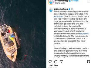 Sedih, Lumba-lumba Mati Terjerat Jaring Hiu