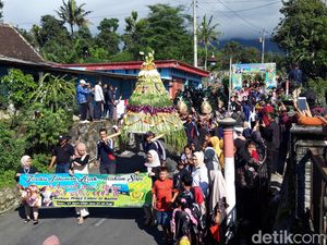 Meriah! Arak-arakan Sapi Tradisi Syawalan di Boyolali