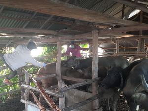 431 Kerbau Mati Akibat Septiceimia Epizootica, Pemkab OKI Disinfeksi Massal 431 Kerbau Mati Akibat Septiceimia Epizootica, Pemkab OKI Disinfeksi Massal