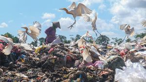Usai Lebaran, Volume Sampah di Kendari Mencapai 270 Ton Per Hari