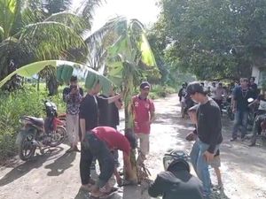 Warga Bulukumba Tanam Pohon Pisang di Jalan Rusak gegara Diabaikan Pemerintah