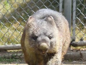 Wombat Tertua di Dunia Berulang Tahun ke-35