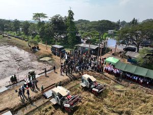 ID Food-Kostrad Lakukan Panen dan Penanaman Padi Tahap II di Lahan Strategis