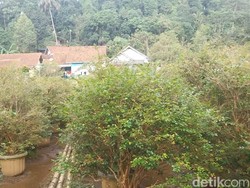 Berwisata Sambil Belajar Menanam Anggur Brazil di Majalengka